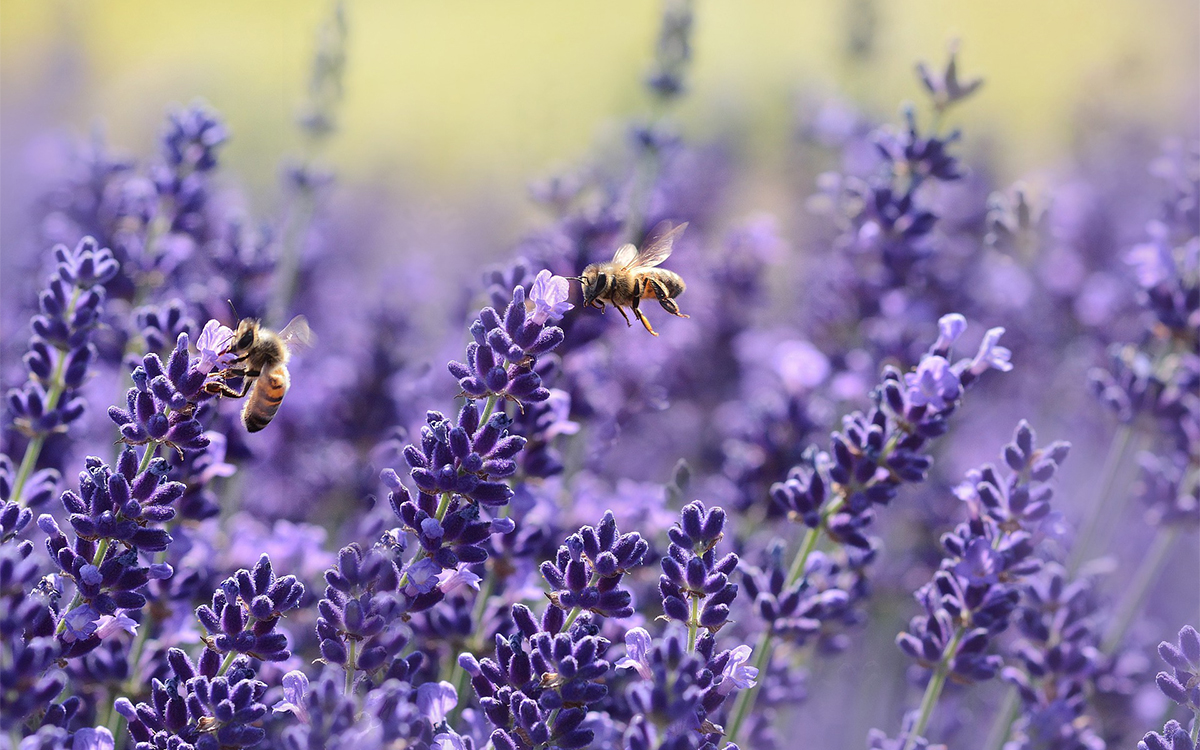 Abeilles et biodiversité dans le jardin d’A.S.Adventure