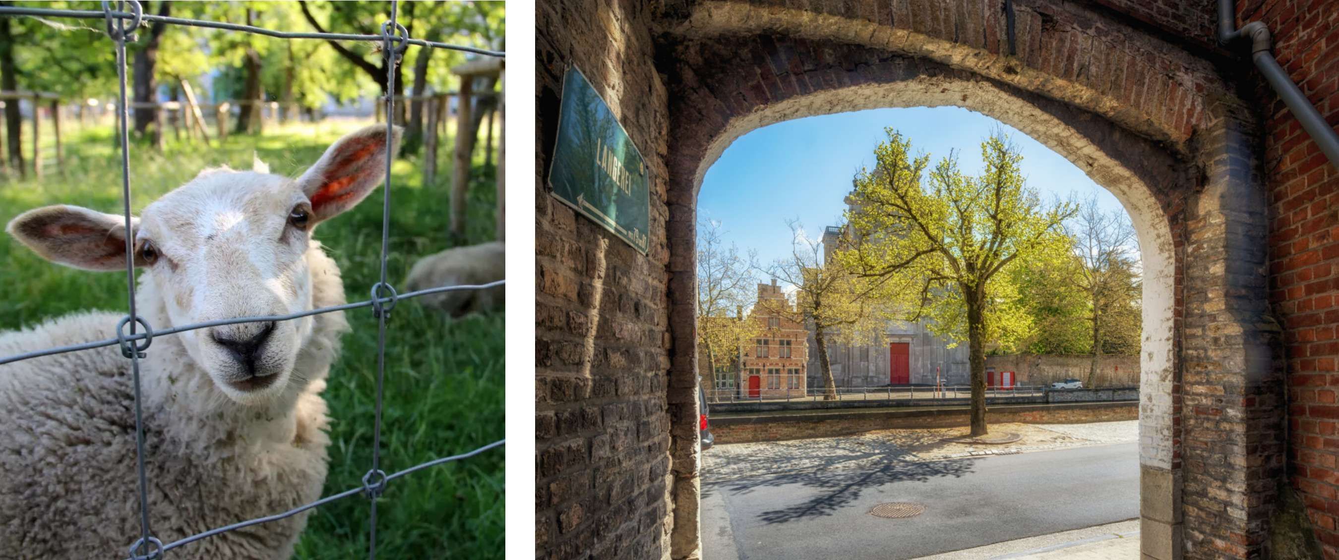Deux images : Mouton derrière une clôture métallique dans une prairie ; vue sous une porte en briques sur une rue à Bruges.