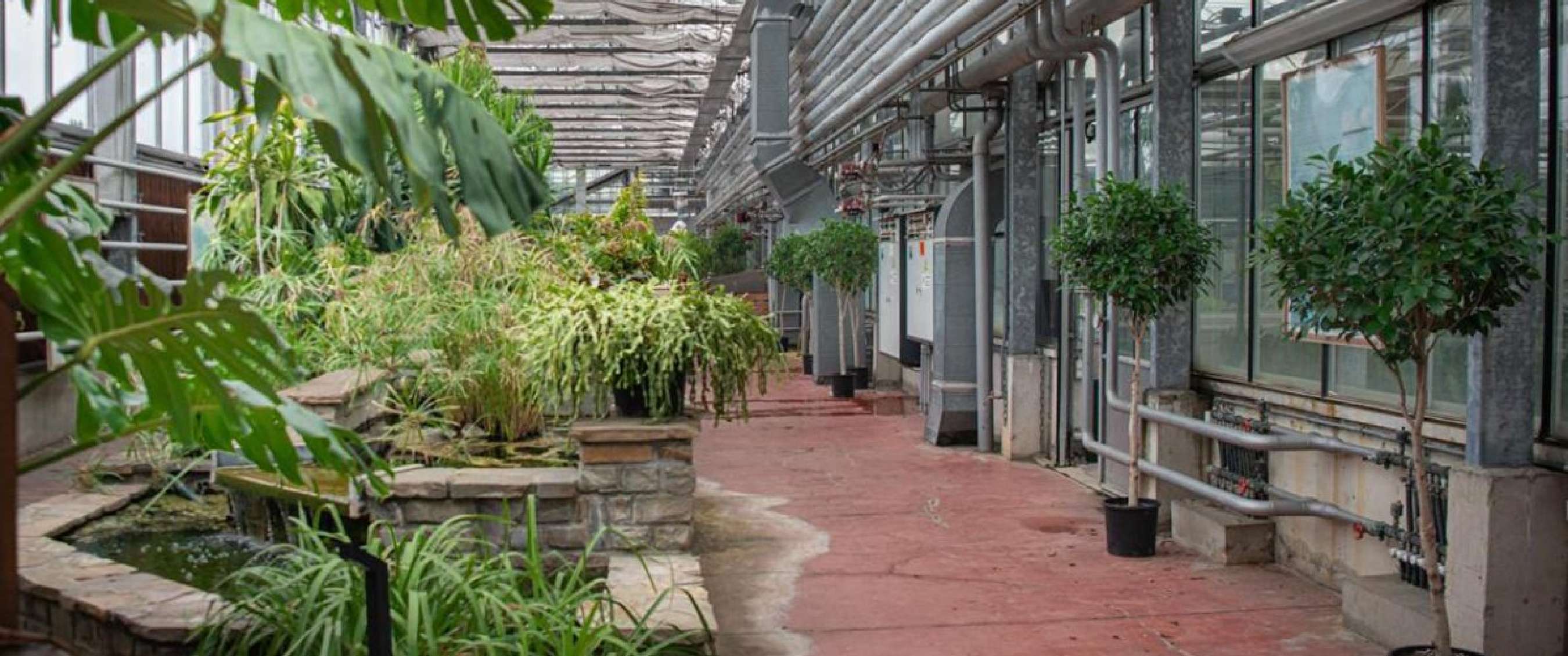Intérieur avec plantes et bassin dans une serre industrielle à Charleroi.