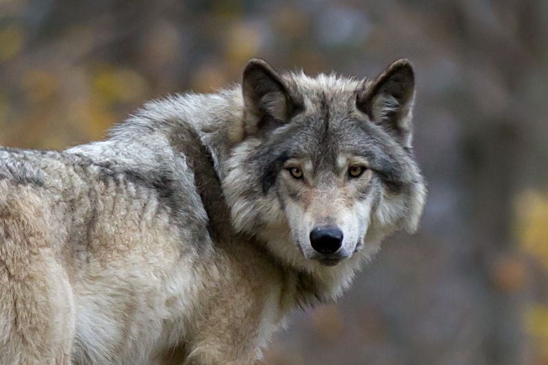 Rewilding : retour à la nature sauvage en Belgique
