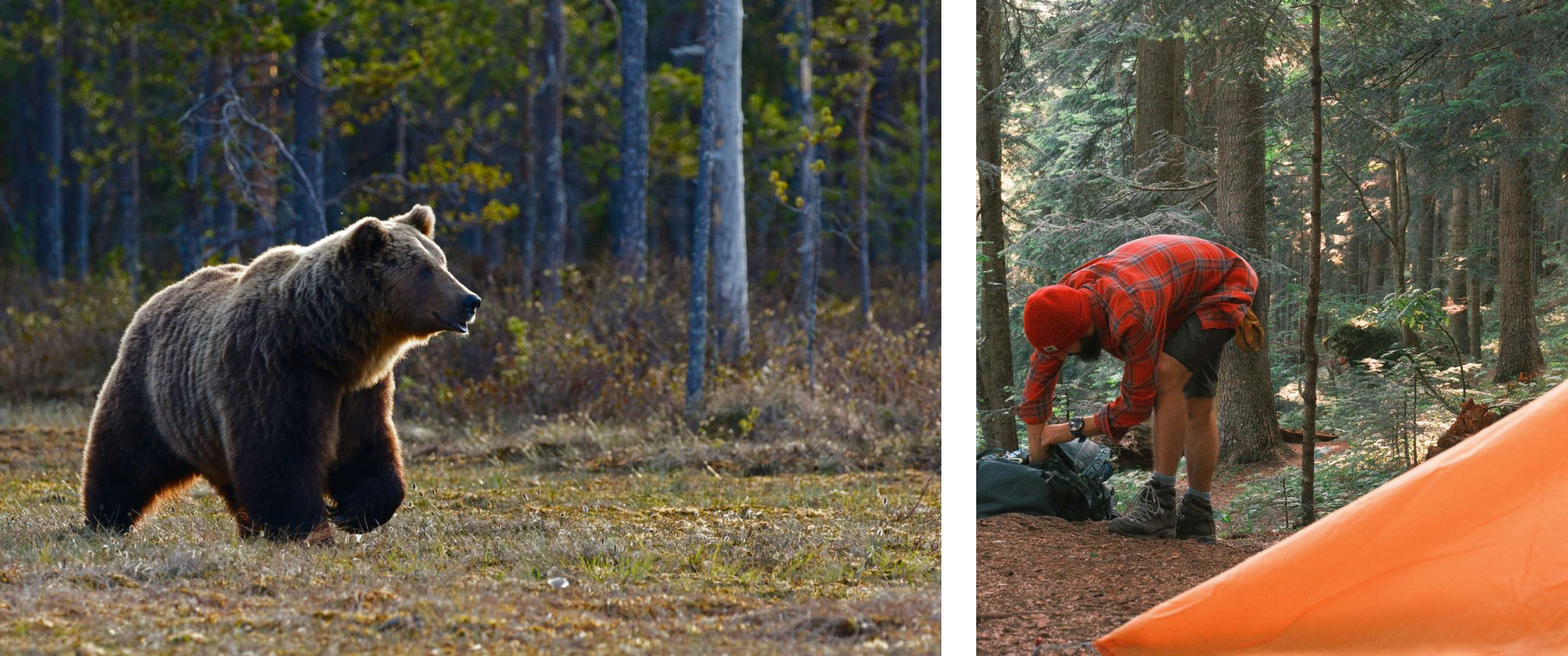 Deux images : un ours sauvage parmi la végétation basse ; une personne préparant son camp sur un sol boisé.