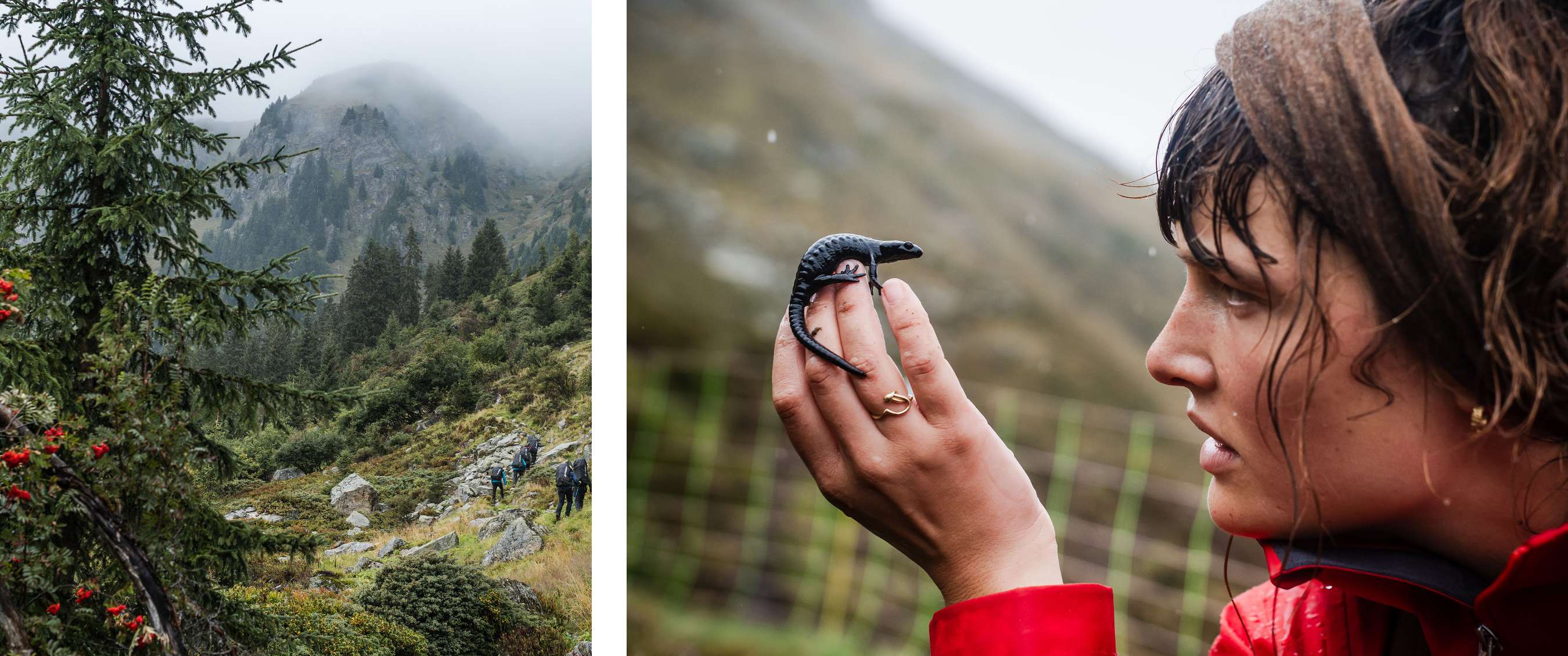 Deux images : randonneurs sur un sentier forestier en montagne ; personne tenant une salamandre.