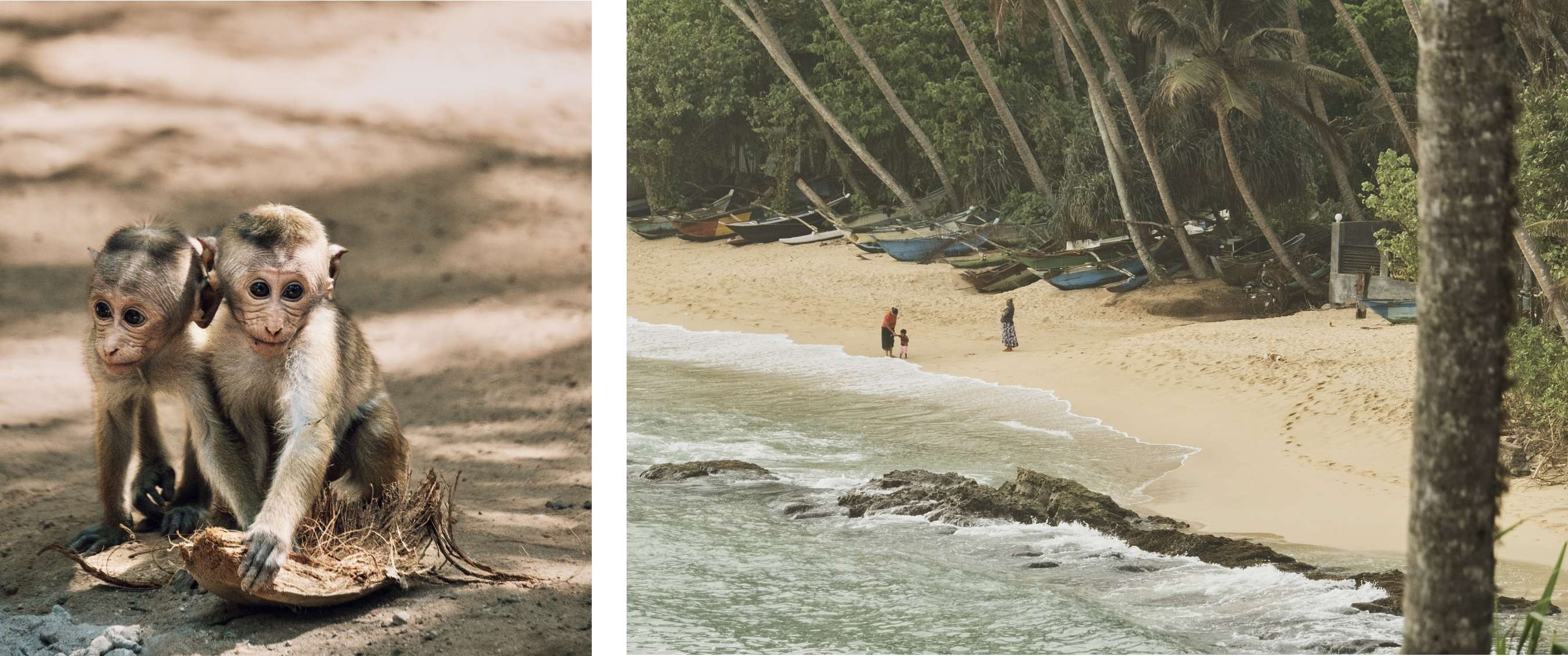 Deux images : deux jeunes singes sur le sable ; plage avec palmiers et personnes au bord de l’eau