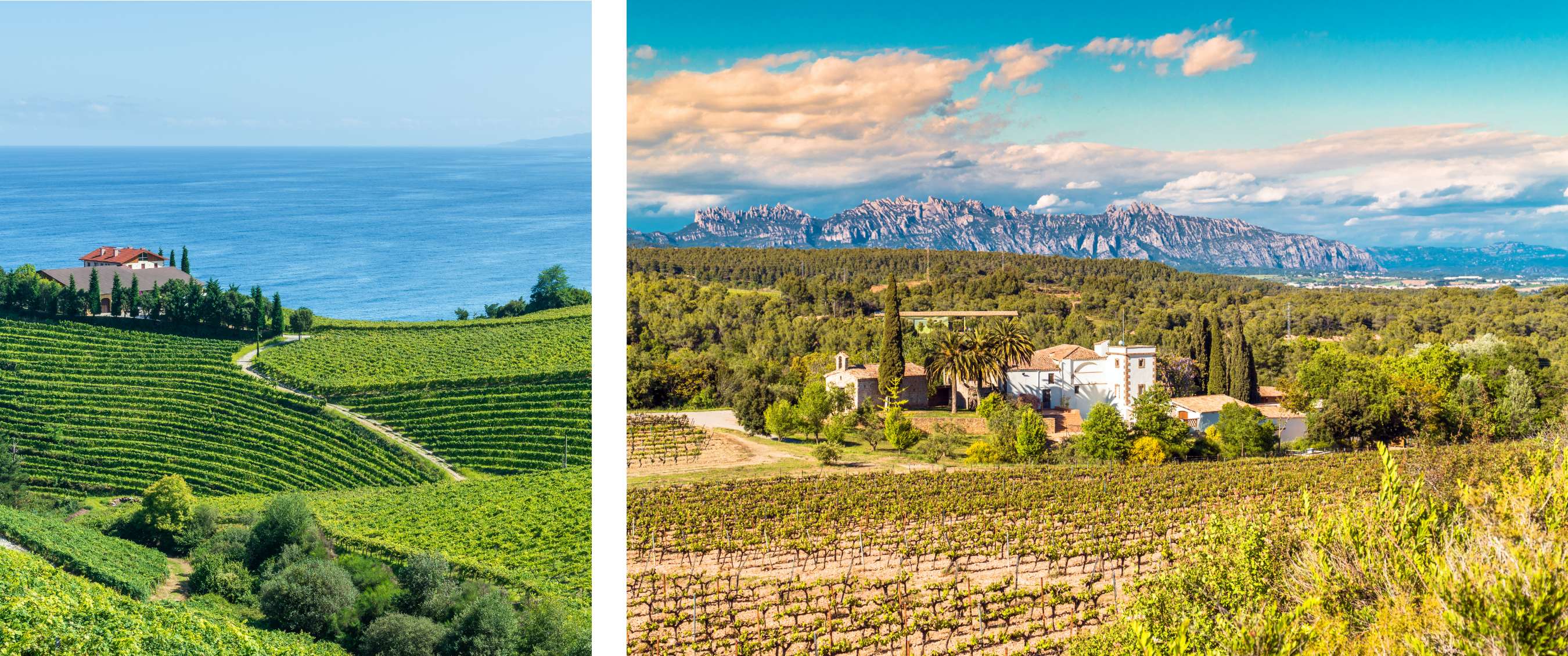 Deux images : des rangées de vignes ondulantes vers l’océan bleu ; une maison blanche au milieu des vignes avec montagnes rocheuses en arrière-plan.