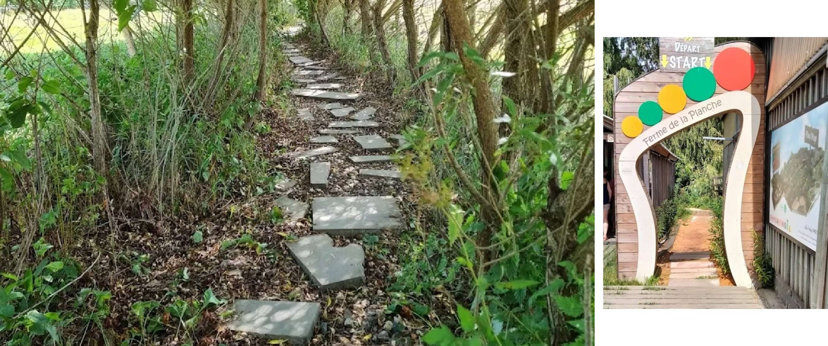 Une série de pierres plates forme un sentier sous des branches et des buissons.
