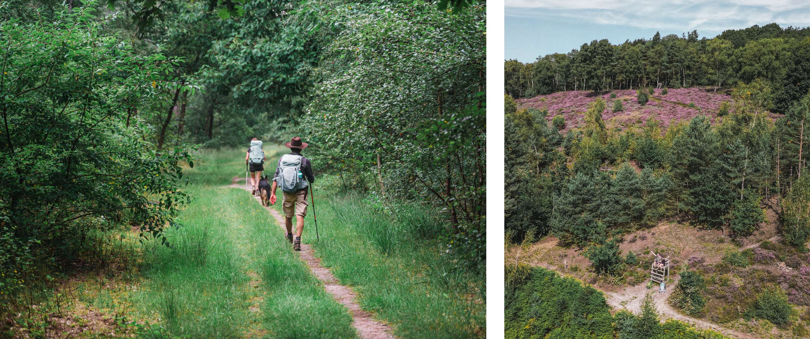 Deux images : deux randonneurs avec sac à dos sur un sentier forestier ; pente couverte de bruyère violette entre les arbres.