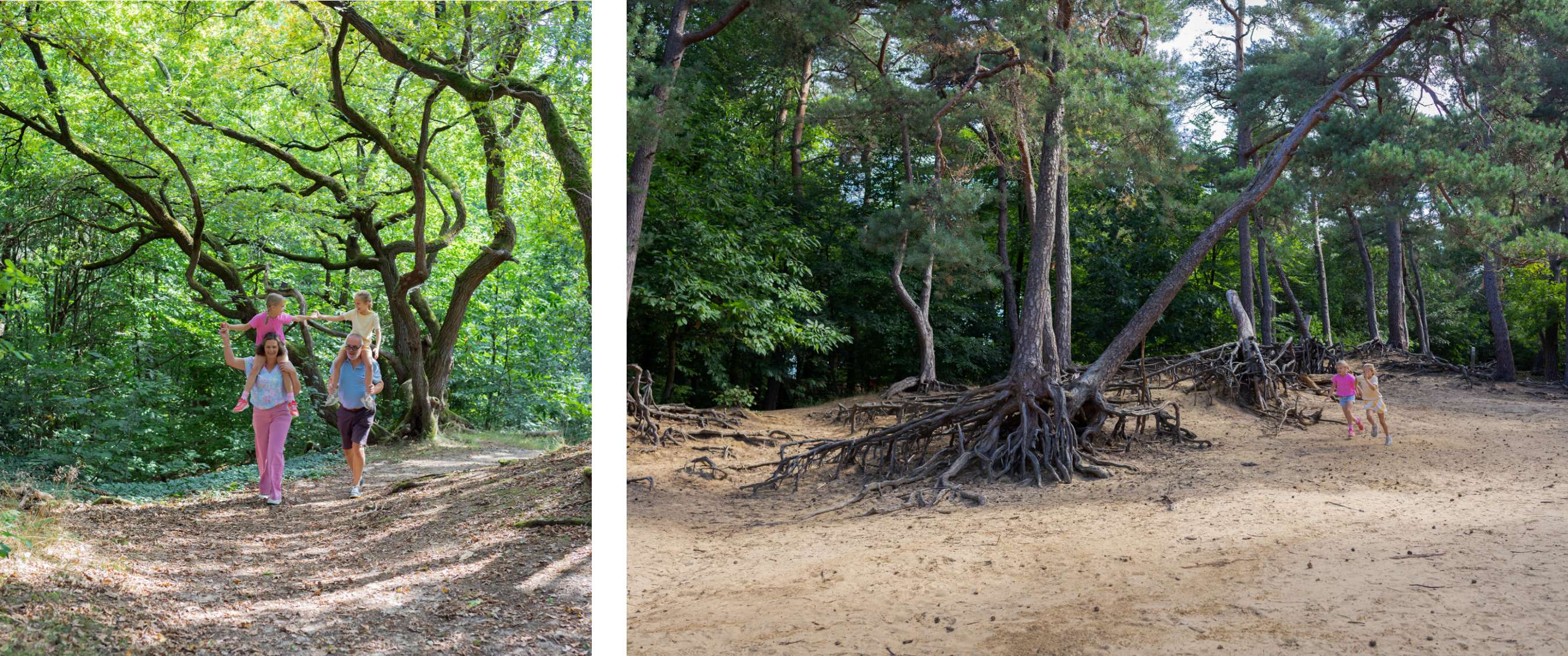 Deux images : une famille se promène en forêt avec des enfants sur les épaules ; des enfants jouent parmi des racines sur une zone sablonneuse.