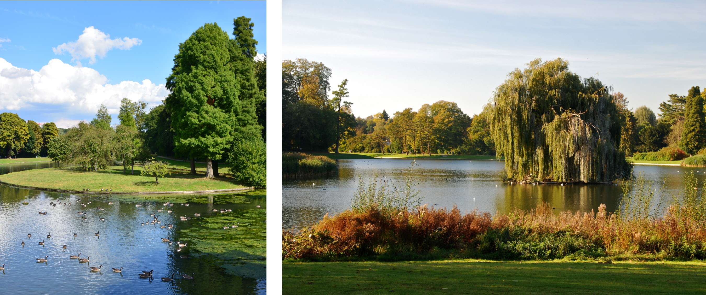 Deux images : étang de parc avec oiseaux d’eau et grands arbres ; étang avec grand saule pleureur sur un îlot.