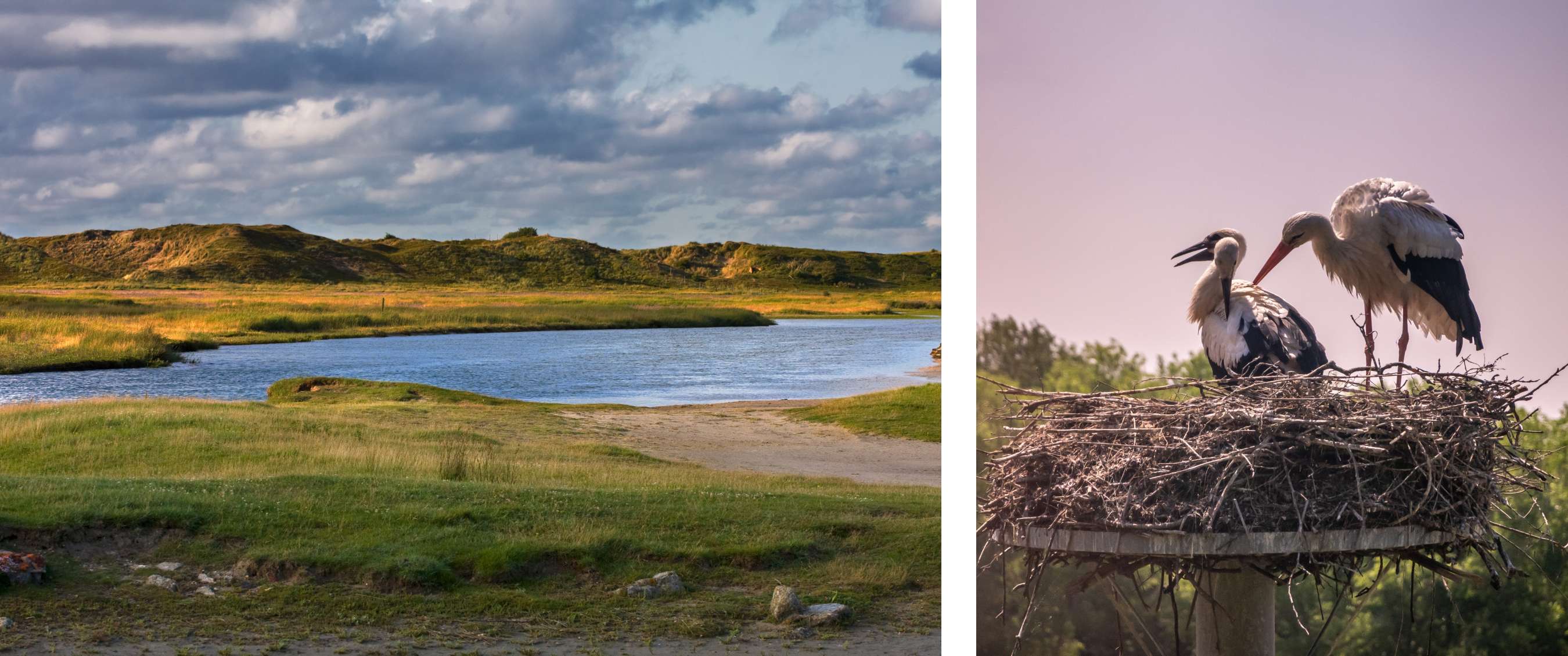 Deux images : étendue d’eau entre herbes et dunes sous un ciel nuageux ; cigognes sur un nid perché.
