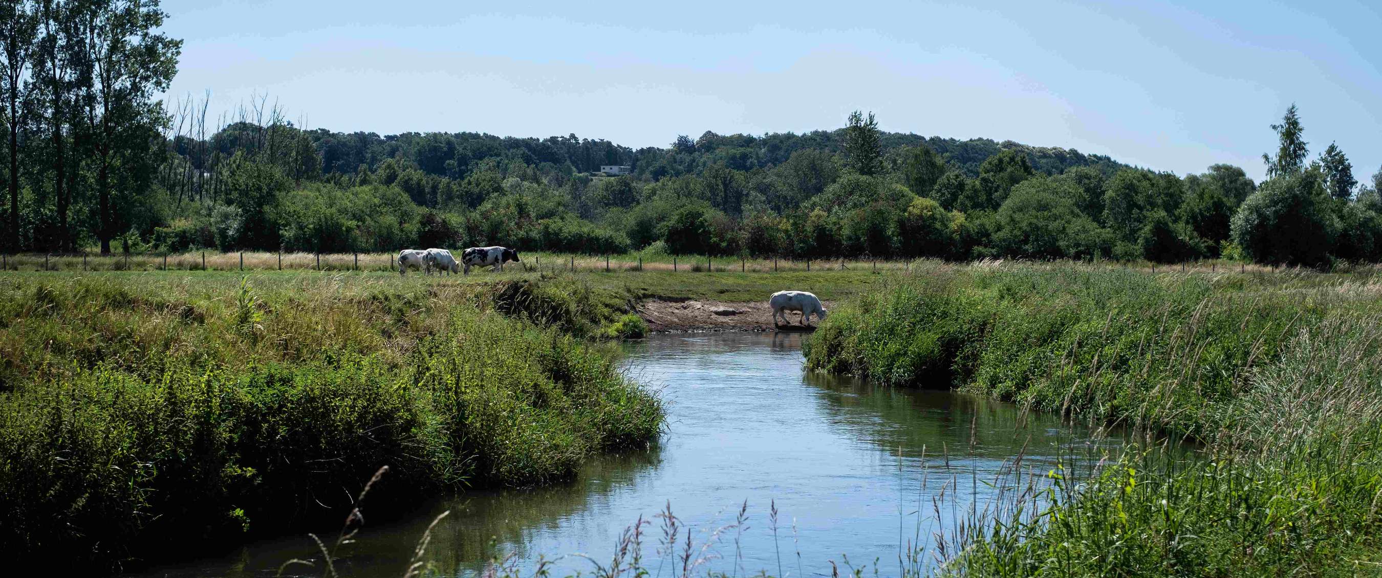 Cours d’eau bordé d’herbes et d’arbustes avec des bovins le long de la rive.