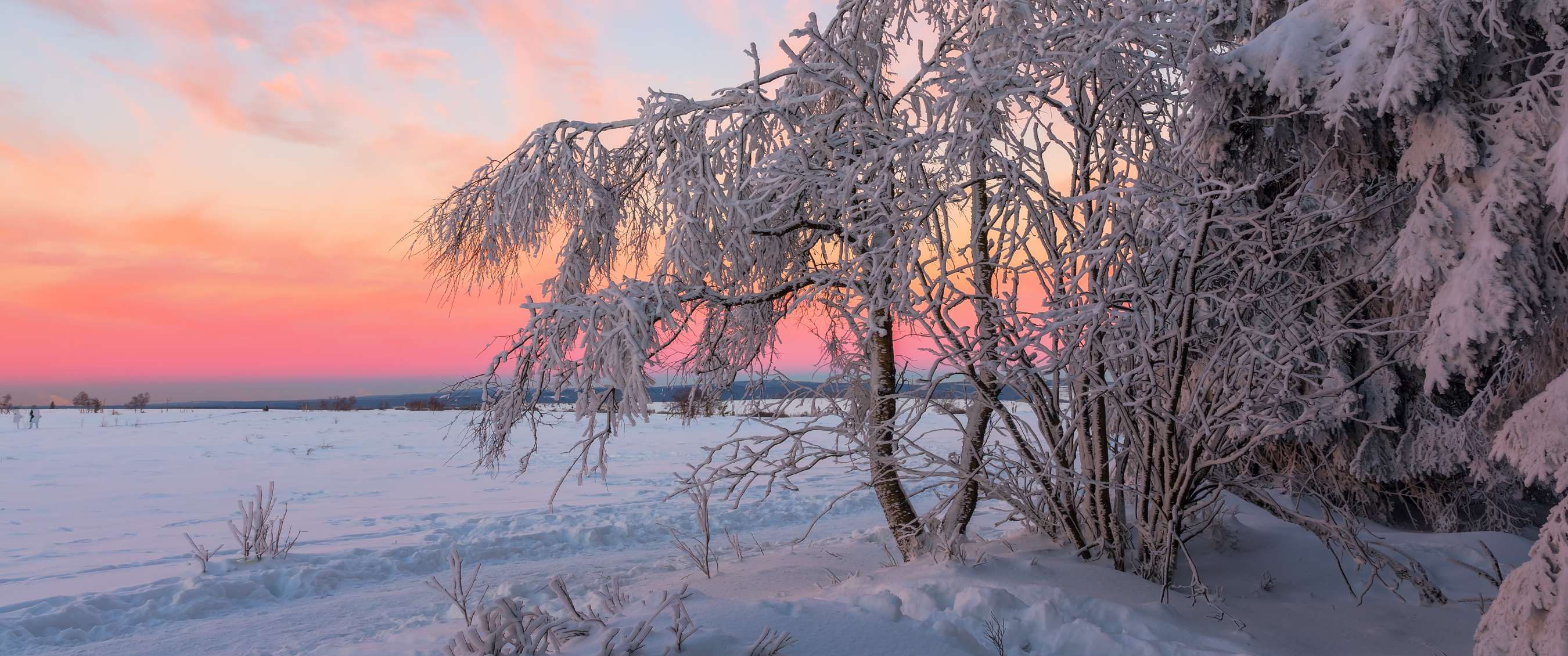 Paysage hivernal enneigé avec des arbres givrés sous un ciel rose et orangé au coucher du soleil.