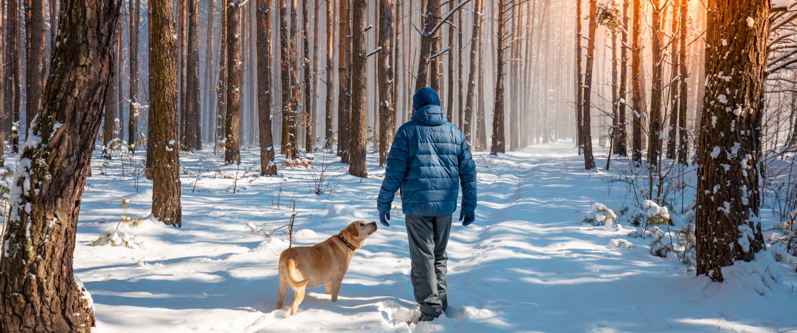 Personne marche avec un chien dans une forêt de pins enneigée