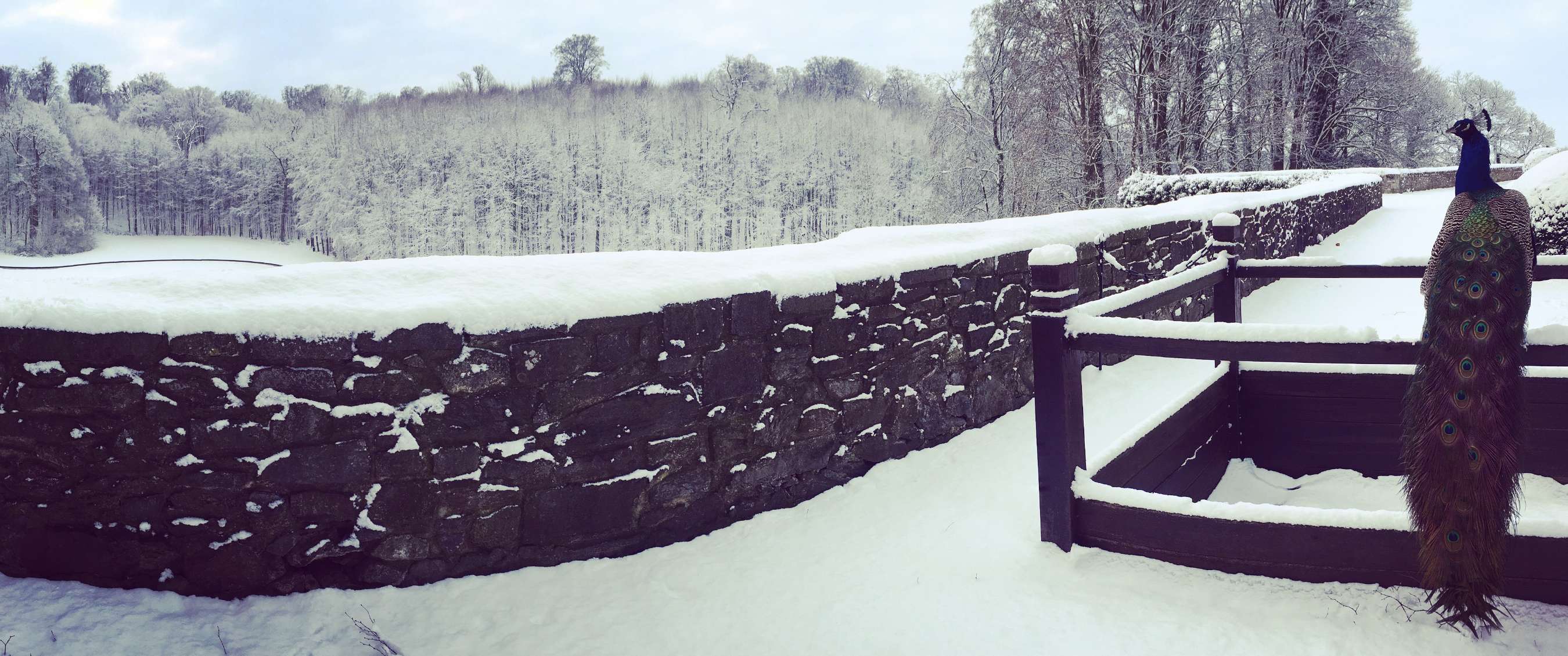 Paon sur une terrasse clôturée avec forêt hivernale en arrière-plan