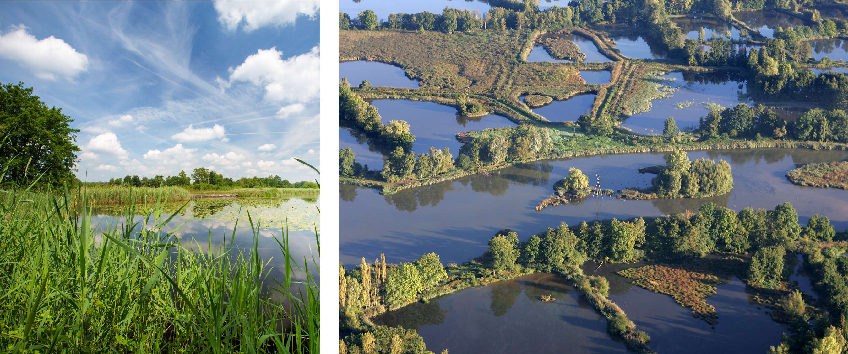 Deux images : roseaux et plantes aquatiques au bord d’un étang ; vue aérienne d’une zone humide.