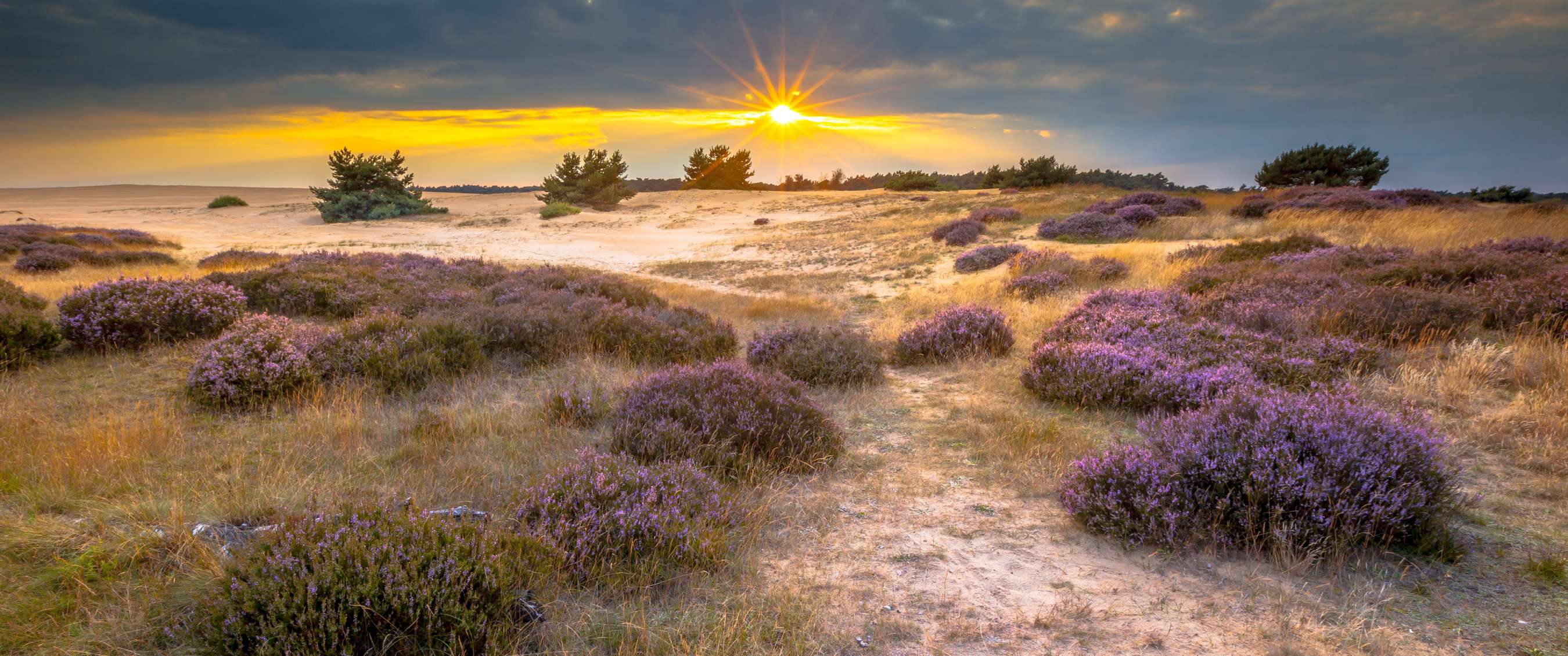 L’itinéraire de randonnée de l’année 2026 : Promenade autour de la Veluwe